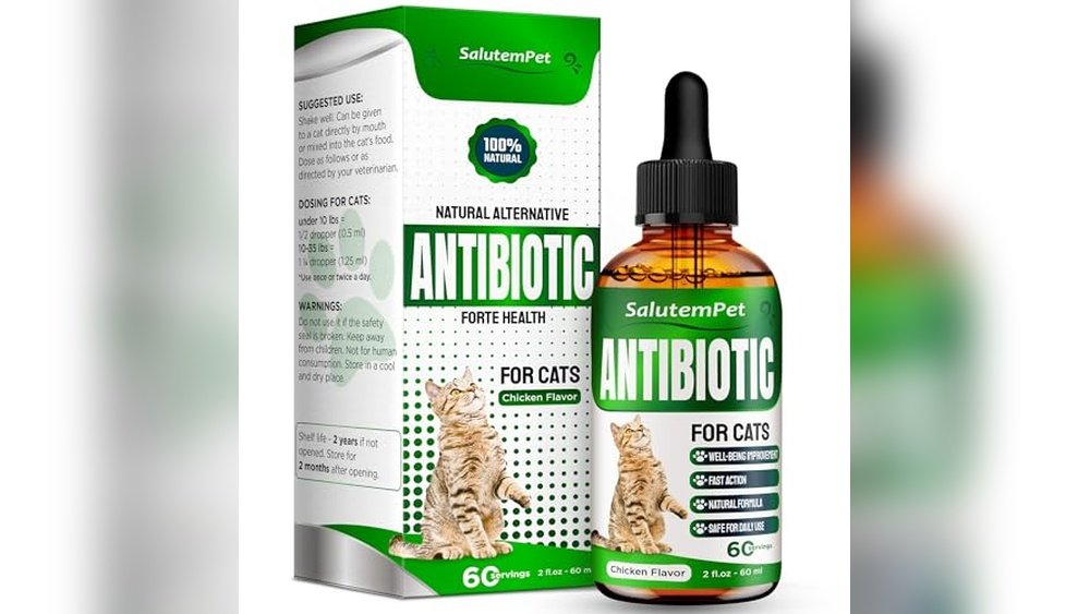 Best Antibiotic for Cat Scratch