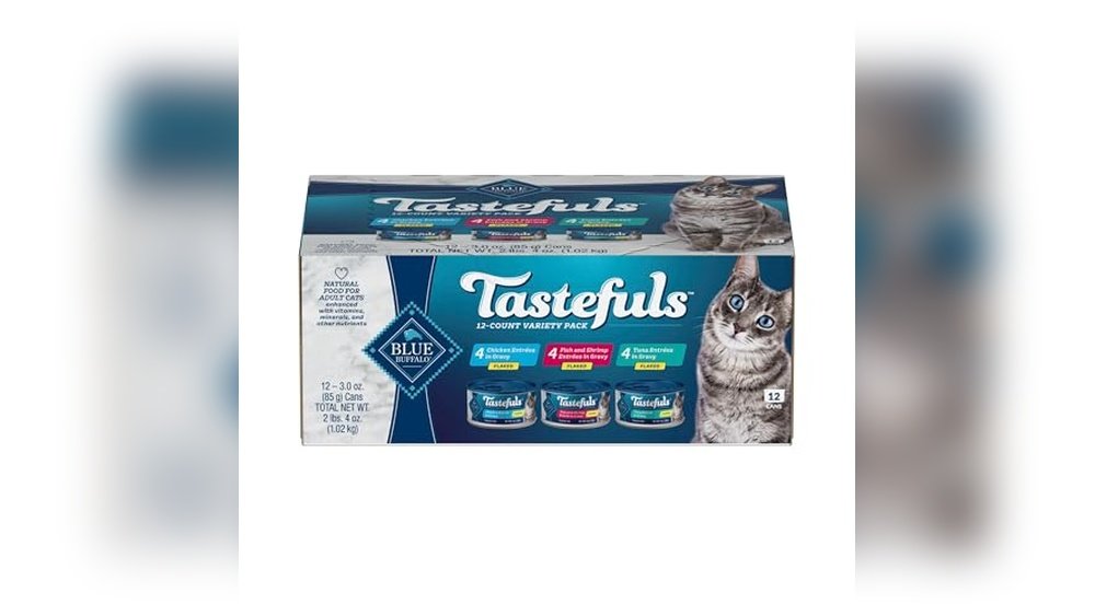 Best Canned Food for Cats