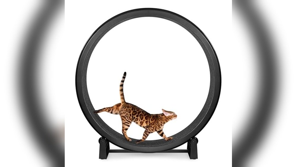 Best Cat Exercise Wheel for Large Cats