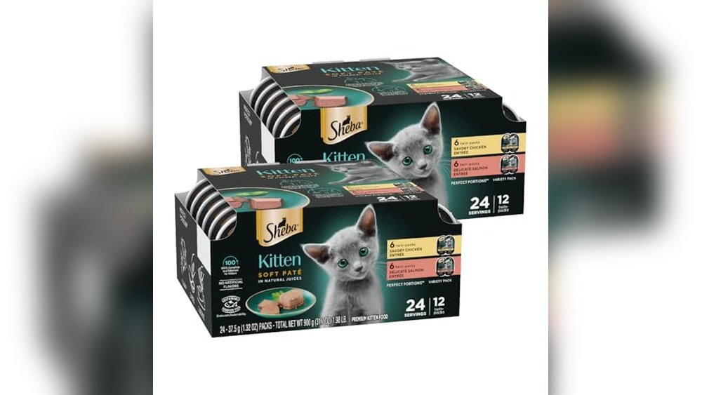 Best Cat Food Brand for Kittens