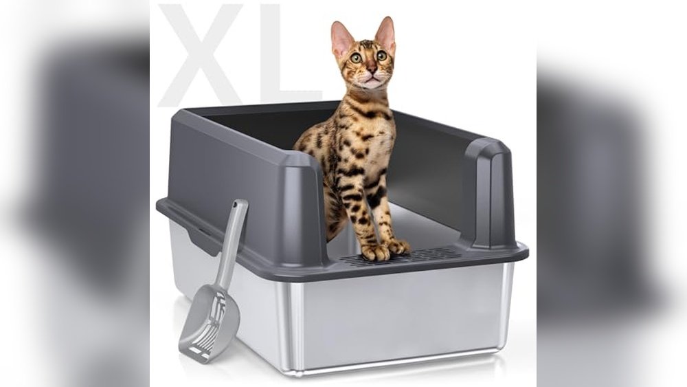 Best Cat Litter Box for Large Cats