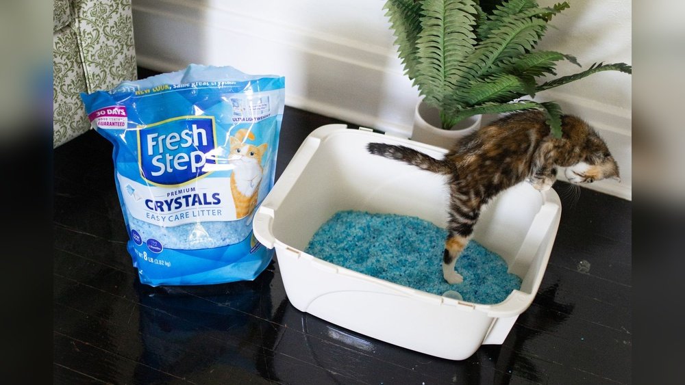 best cat litter for kittens