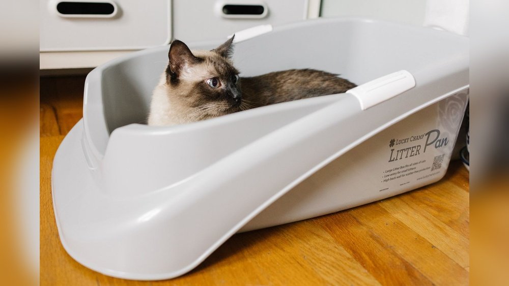 Best cat litter for older cats