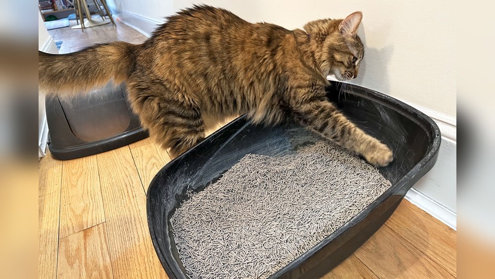 best cat litter for paws