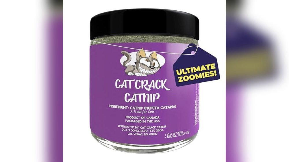 Best Catnip for Cats