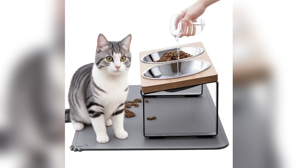 Best Dishes for Cats