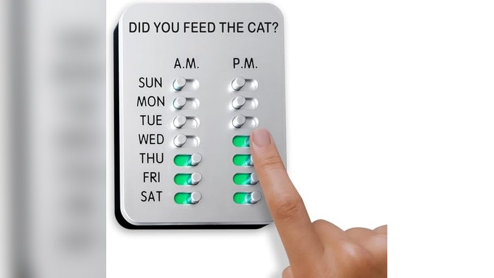Best Feeding Schedule for Cats