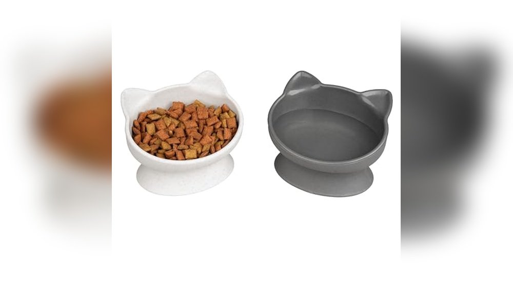 Best Food Dish for Cats