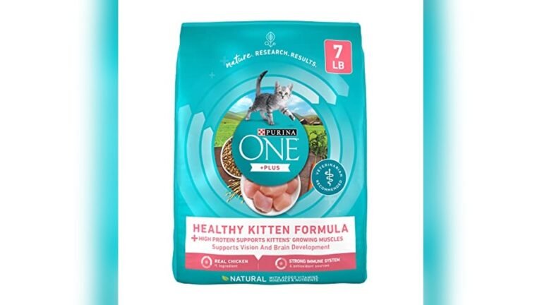 Best Food for 6 Month Old Cat