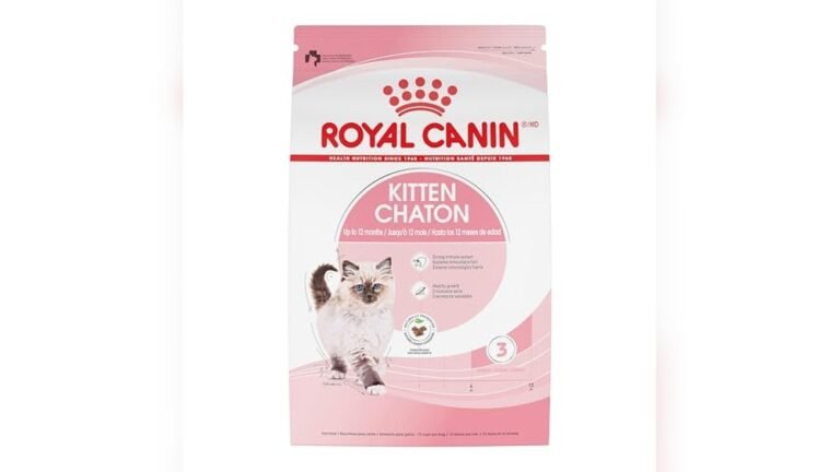 Best Food for Domestic Shorthair Cats