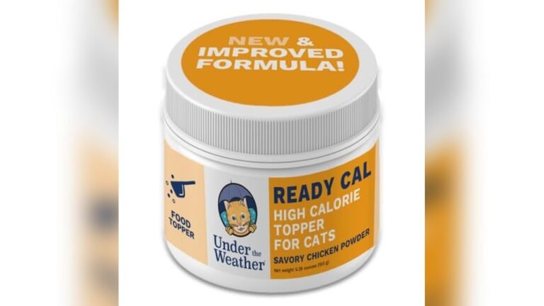 Best Kitten Food for Weight Gain