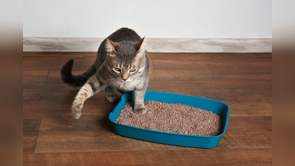 best kitty litter for declawed cats
