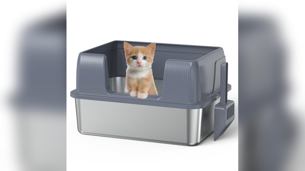 Best Litter Box for Kitten