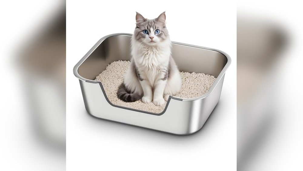Best Litter Box for Senior Cats