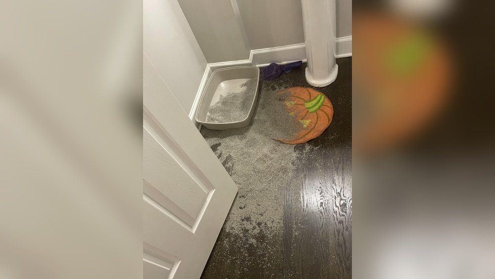 best litter for cats that kick litter