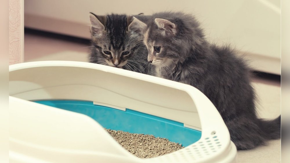 best litter for kitten