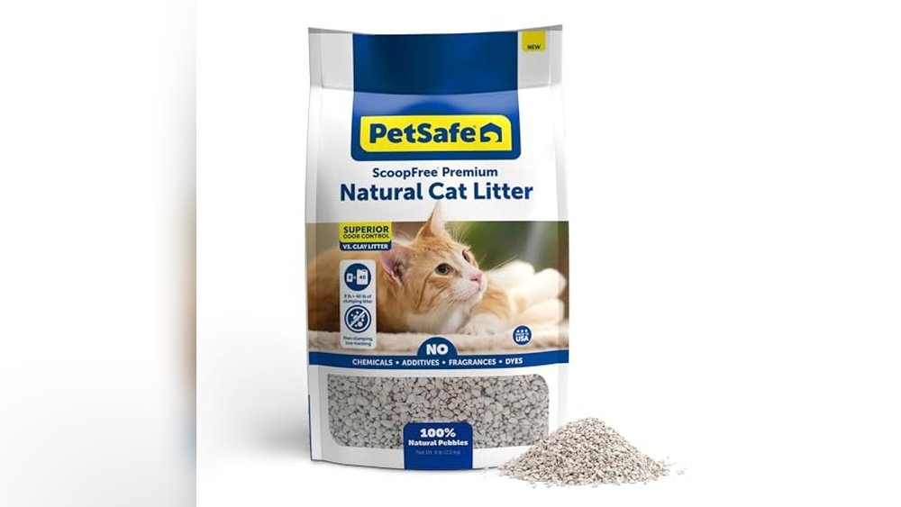 Best Non-Clumping Cat Litter for Kittens
