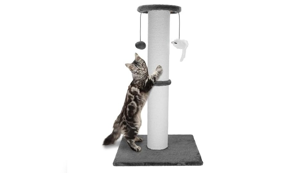Best Scratch Post for Cats