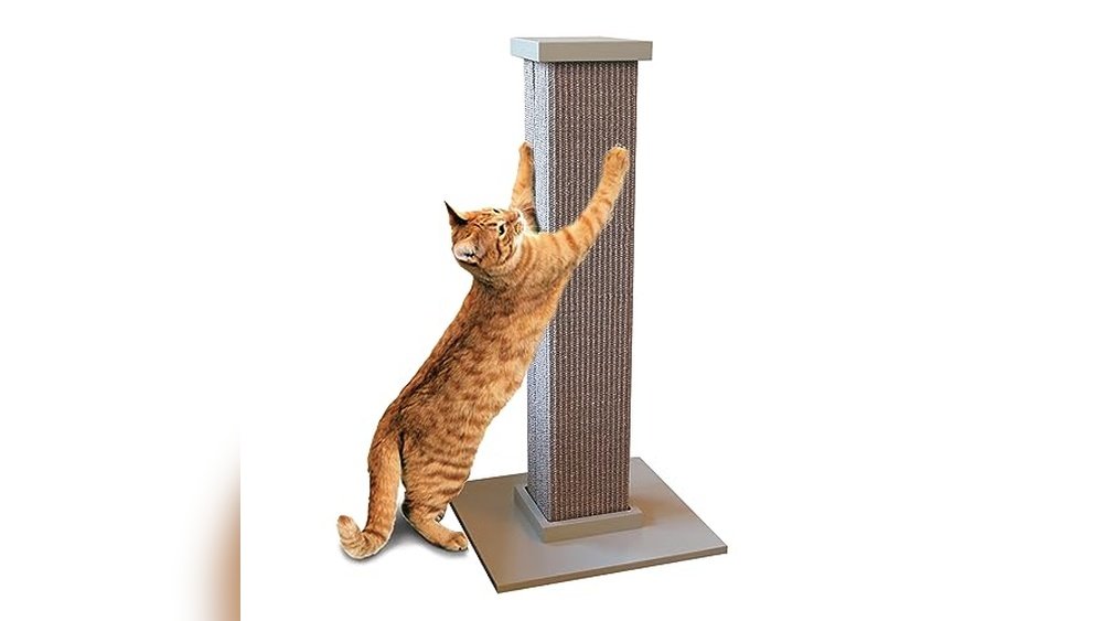 Best Scratching Posts to Buy for Exercise-Loving Cats in 2025