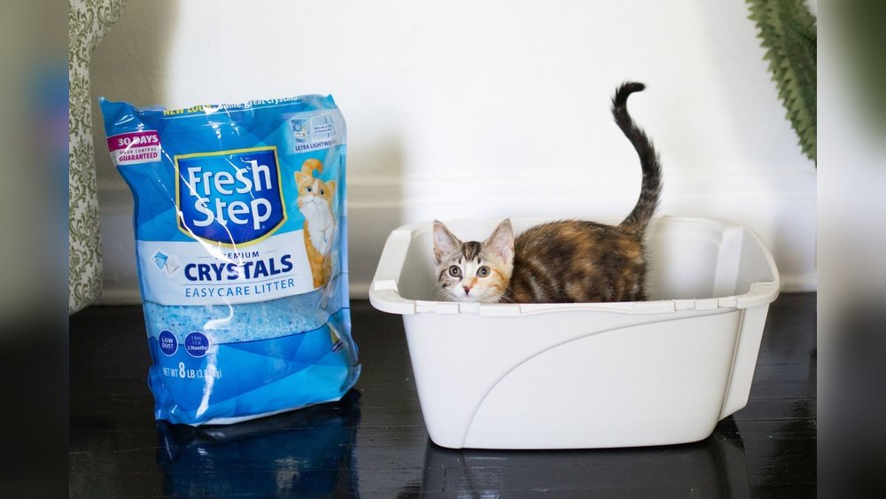 Best type of cat litter