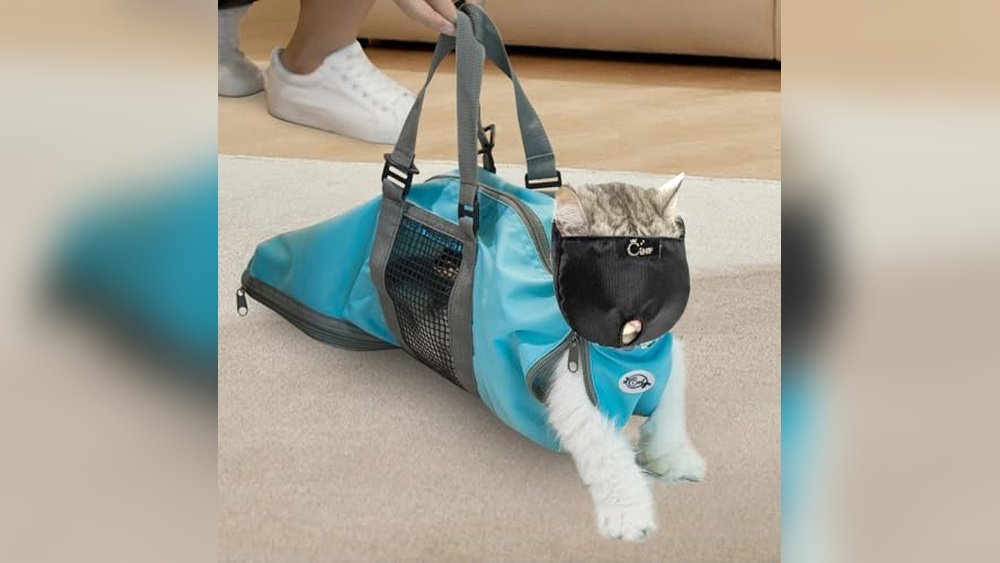 Best Way to Hold a Cat for Grooming