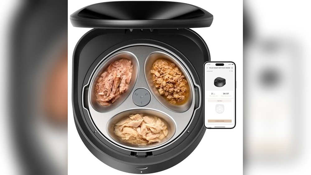 Best Wet Food Feeder for Cats