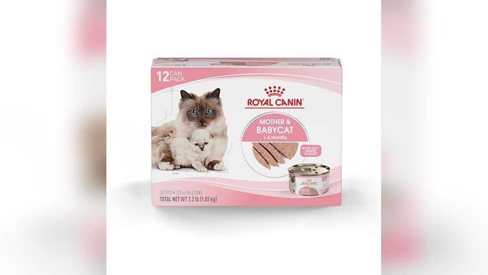 Best Wet Food for Nursing Cats