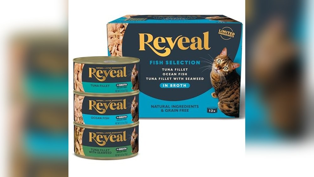 Is Dry Or Wet Food Best for Cats
