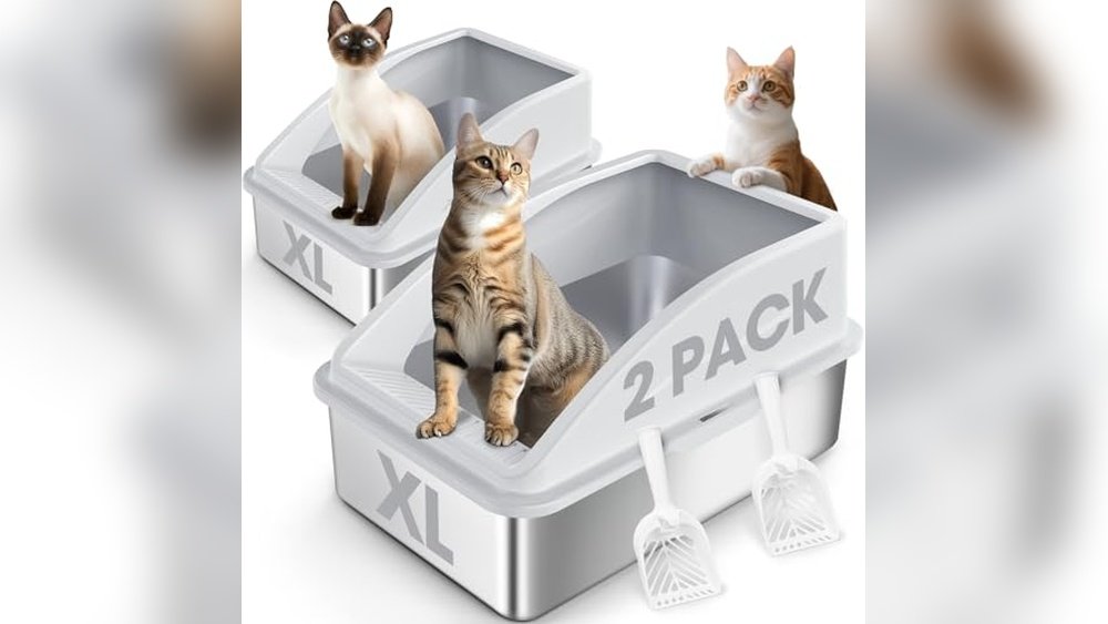 What is the Best Litter Box for a Cat